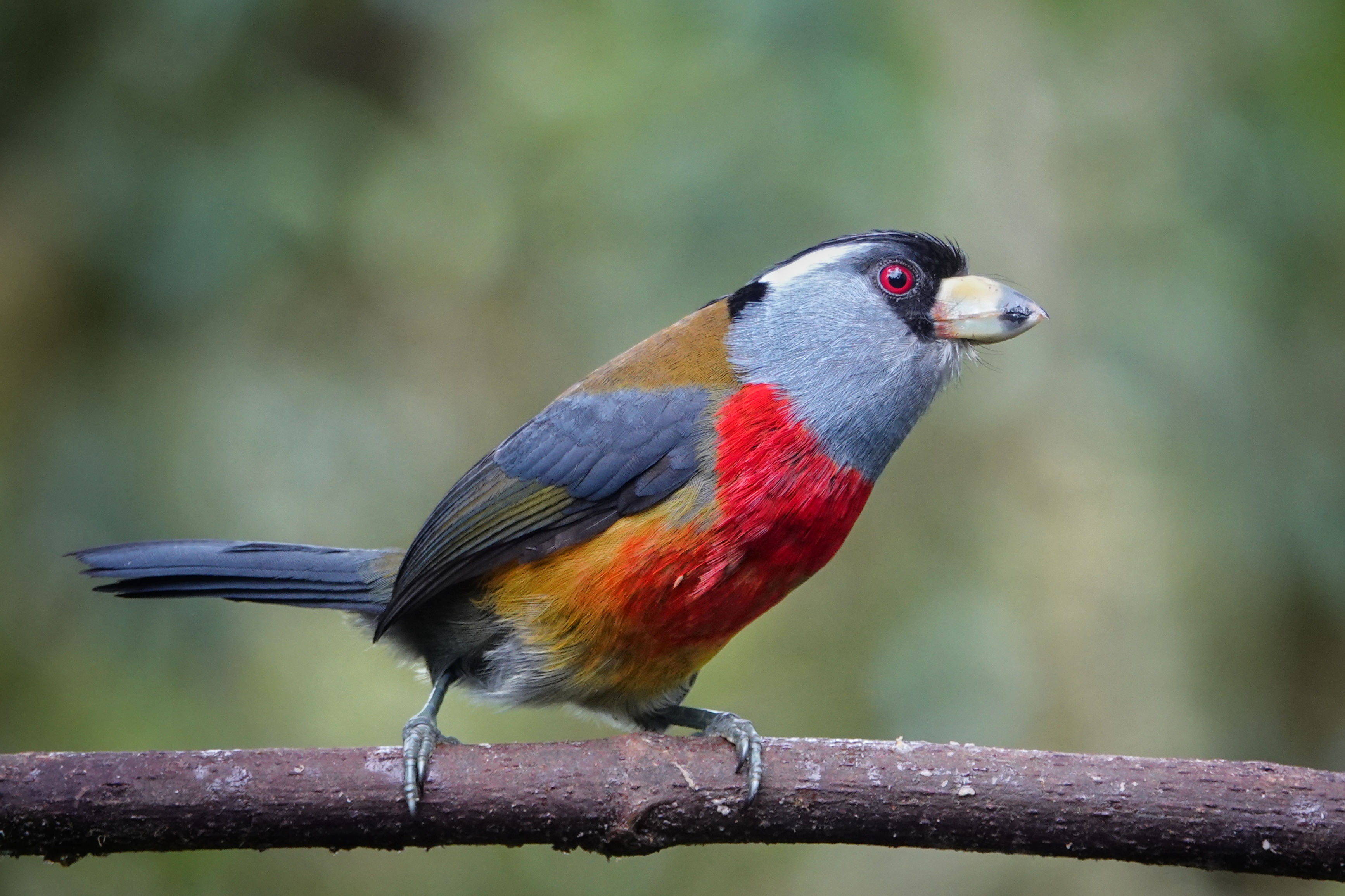Oiseau multicolore à Mindo